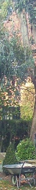 Gardener and Blue Gum Tree, Beaconsfield