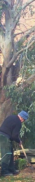 Gardener and Blue Gum Tree, Beaconsfield