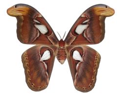 Attacus Atlas