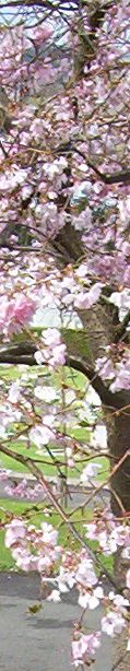 Flowering Cherry in Wycombe Cemetery