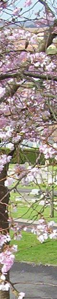 Flowering Cherry in Wycombe Cemetery